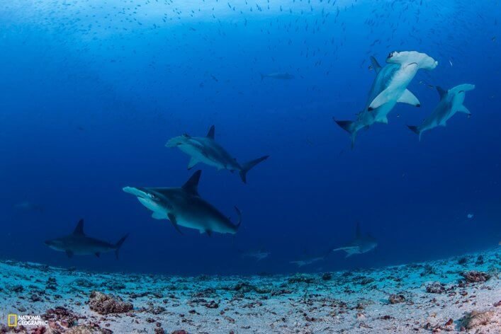 Photo by Enric Sala/National Geographic/Pristine Seas