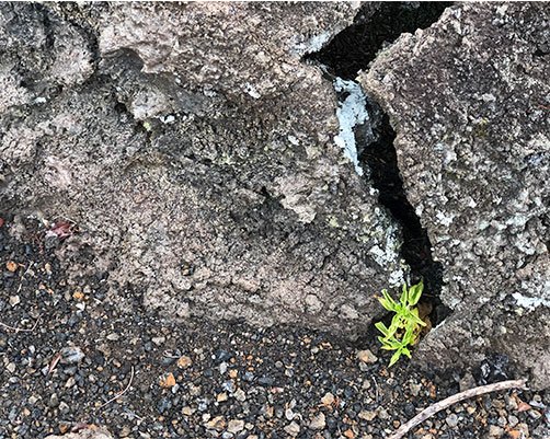 Planta de Galvezia leucantha creciendo en las grietas del sitio de monitoreo. Foto: Liliana Jaramillo, FCD. 