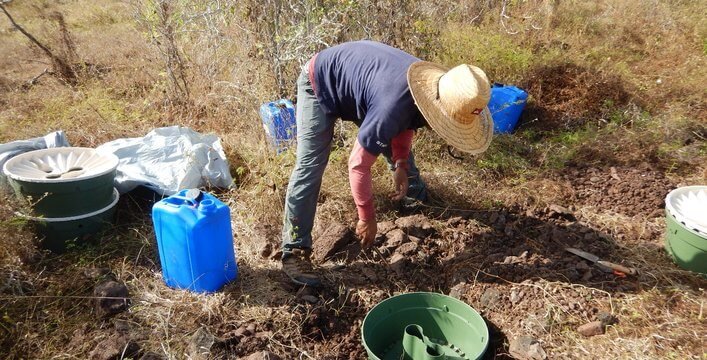 Planting 40 cladodes with saving water technologies: Groasis, rain harvesting and 8 controls.