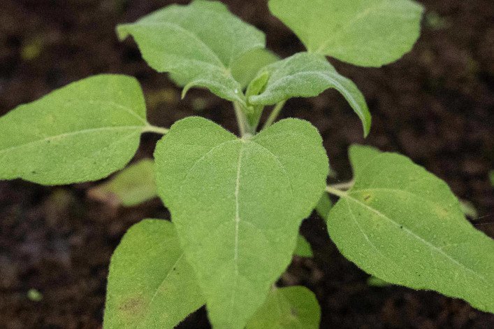 Plántulas de Scalesia cordata creciendo en el vivero de la DPNG-Isabela. Estas plántulas son marcadas individualmente para monitorear su crecimiento. Foto: Rashid Cruz.