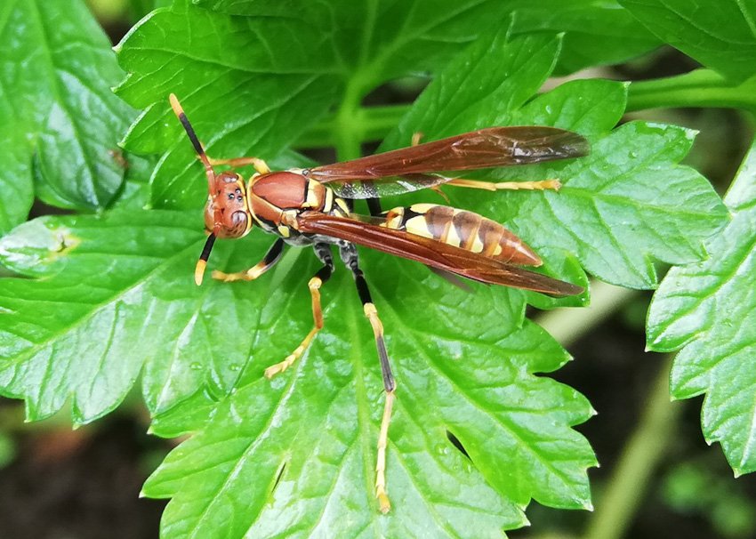 Polistes