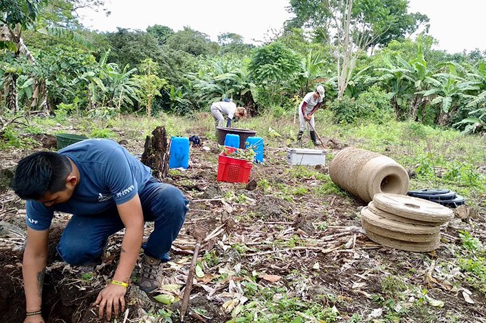 Pre-planting work on Mario Piu’s farm and Chato II. Holes dug for the plants and technologies