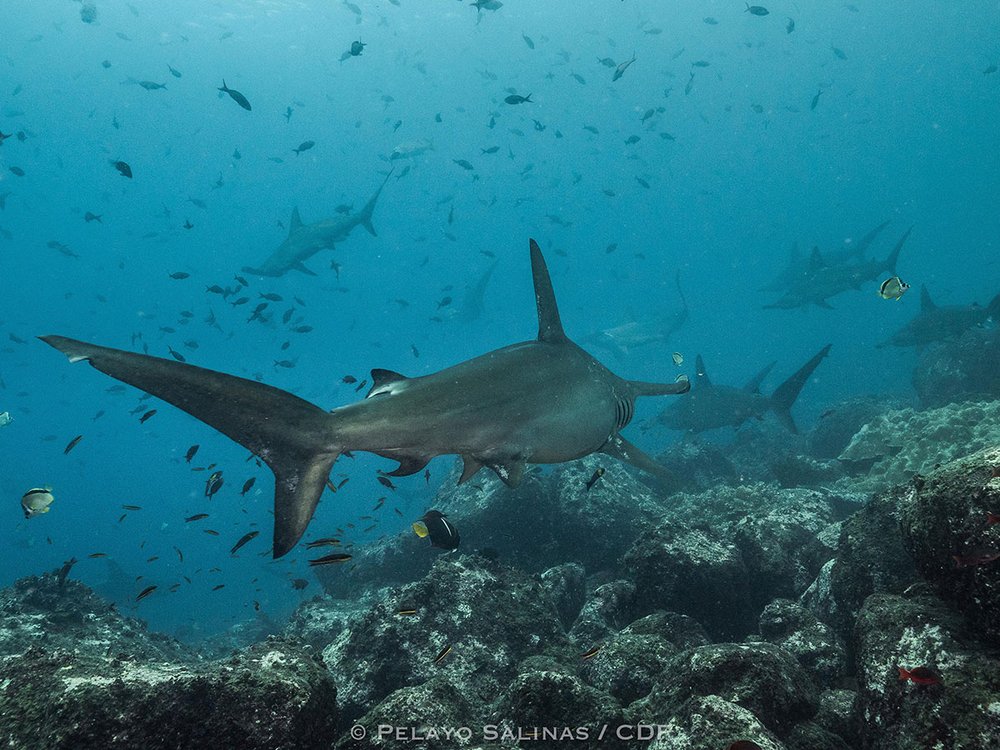 Pregnant scalloped hammerhead sharks aggregate around Darwin and Wolf islands during the first months of the year.