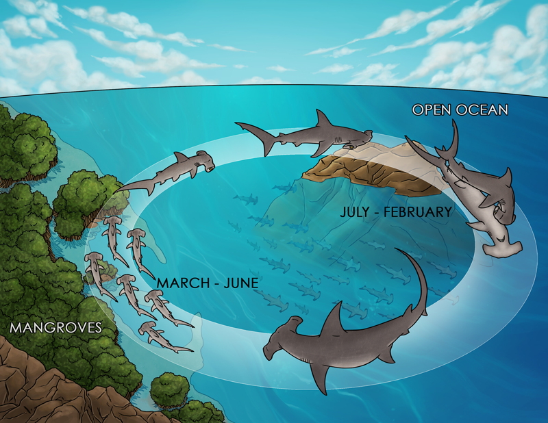 Proposed reproductive biology for the scalloped hammerhead shark in the Tropical Eastern Pacific