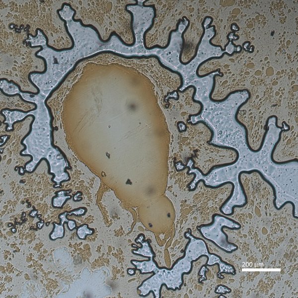 Pseudosinella coerulea Jacquemart, 1975 nomen nudum