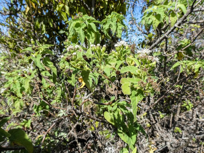 Rama con flores y semillas de Scalesia cordata en Velasco, al sur del cráter del volcán Sierra Negra, Isabela, Galápagos. Foto: Miriam San José.