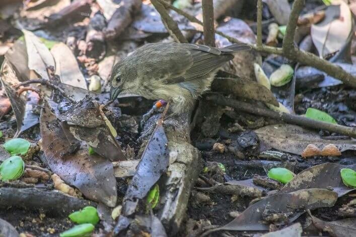 Re-sighting of one mangrove finch hand-reared in previous seasons.