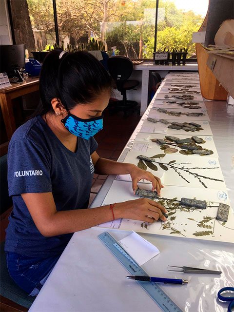 Realizando montaje de plantas colectadas en Galápagos para añadir a la colección CDS de plantas vasculares. 