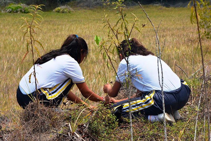 Reforestación de manglares en las antiguas minas del sector “El Chapín”.