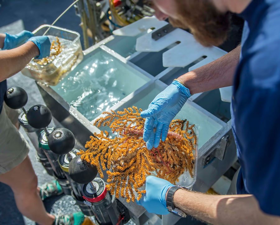 Researchers carefully handle voucher specimens collected during one of the ROV dives. Credit: Ocean Exploration Trust/Nautilus Live.