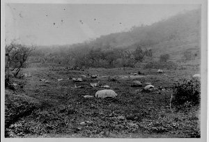 Restos de una tortuga gigante en una isla no revelada. Foto: Expedición Galápagos 1905-1906 de la Academia de Ciencias de California. Foto: Beck Rollo