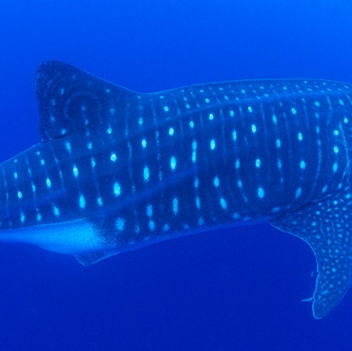 Rhincodon typus Smith, 1828