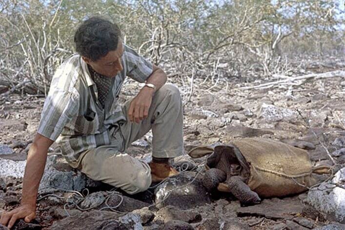 Roger Perry preparing to transport, in May 1968, one of the 14 remaining tortoises (a female) from Española to a breeding center on Santa Cruz. Photograph by Tjitte de Vries.