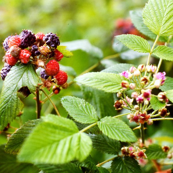 Rubus niveus Thunb.