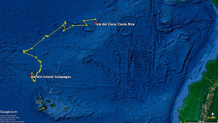 Ruta de la tiburona martillo 'Cassiopeia' entre las Islas Galápagos en Ecuador y la Isla del Coco en Costa Rica. Crédito: FCD