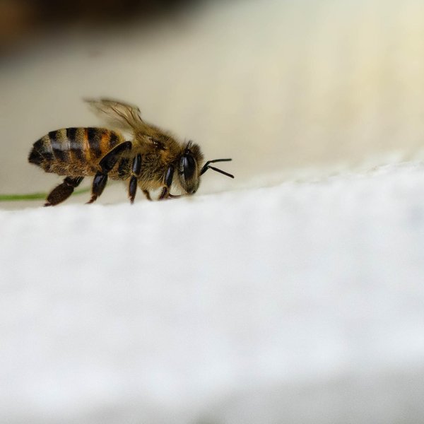 Apis mellifera Linnaeus 1758
