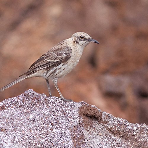 Mimus melanotis Gould, 1837