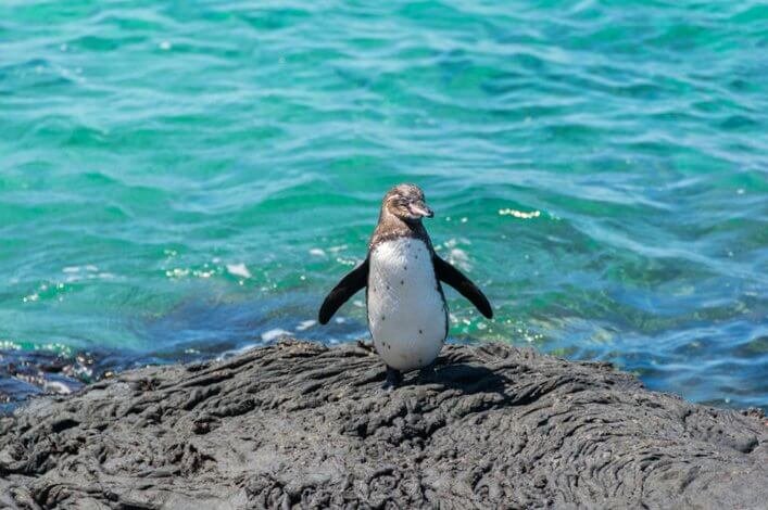 Santiago Island, Galapagos. Its dark colors help it to camouflage itself between the stones to avoid the attack of predators.