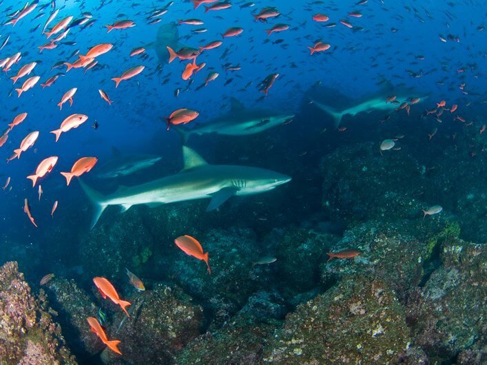 School of Galapagos Sharks.
