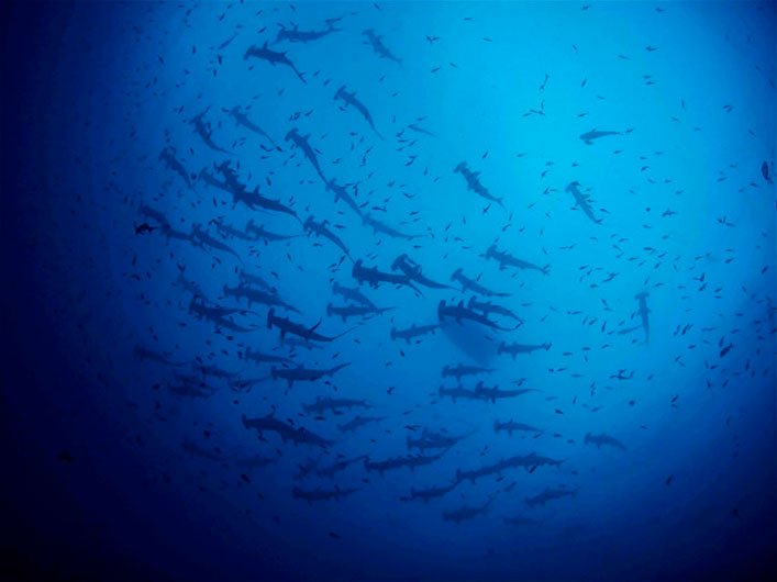 School of hammerhead sharks at Darwin & Wolf. Credits: Pelayo Salinas-de-León / CDF.