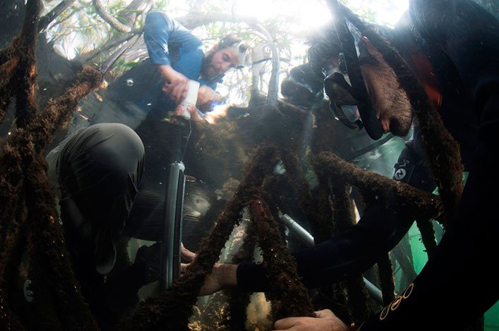 Science in action: sampling of mangrove sediment cores for carbon measurements.