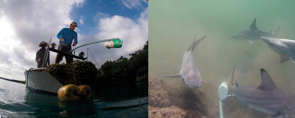 Scientists used baited remote underwater stereo video camaras (s-BRUVS) in mangroves of the Galapagos to assess abundance and diversity of fish community.