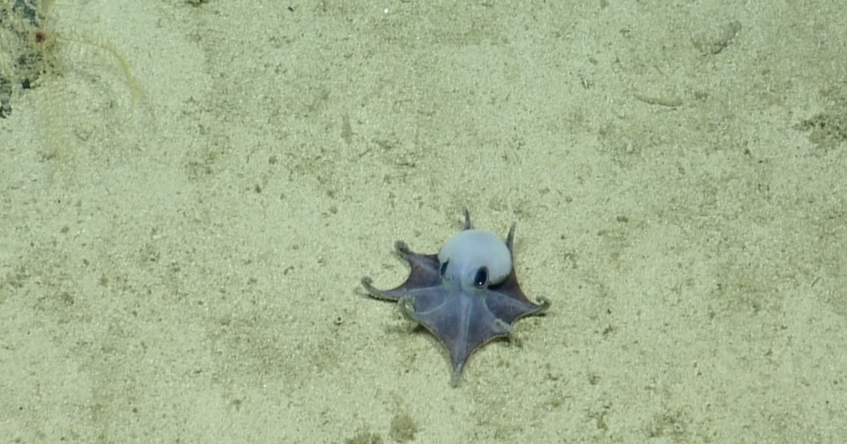 This newly-discovered blue octopus from the Galápagos Islands