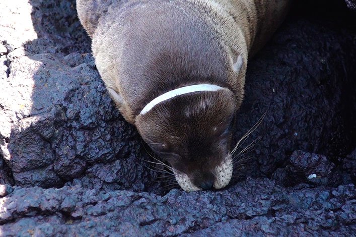 Sea lion with a plastic ring surrounding its head while resting on the beach in Galapagos