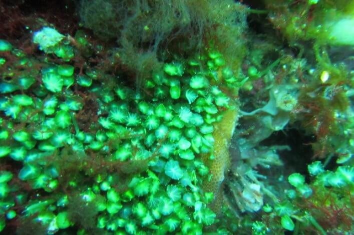 Seaweed in the north of the archipelago.