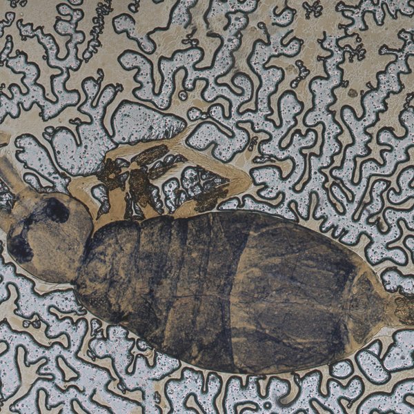 Seira coppoisi Jacquemart, 1975 nomen nudum