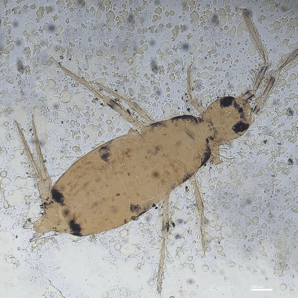 Seira devriesi Jacquemart, 1974 nomen nudum