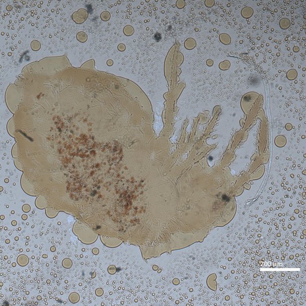 Seira dowlingi (Wray, 1953)