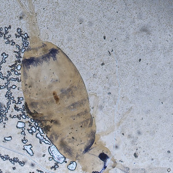 Seira galapagoensis Jacquemart, 1976