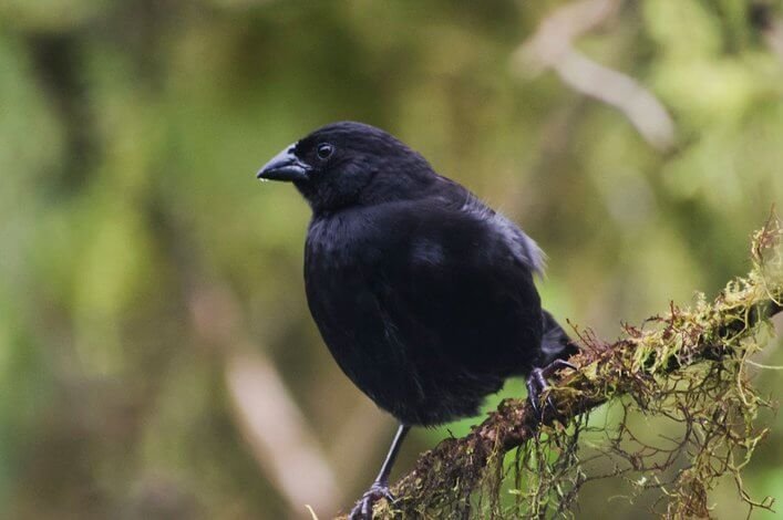 Sharp-beaked Ground Finch in Santigo Island.