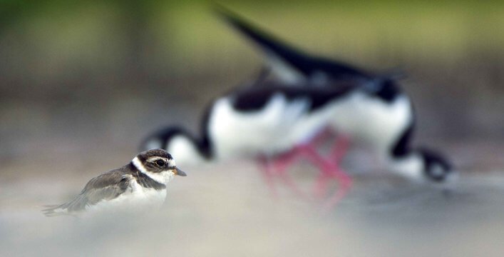 Shorebirds.