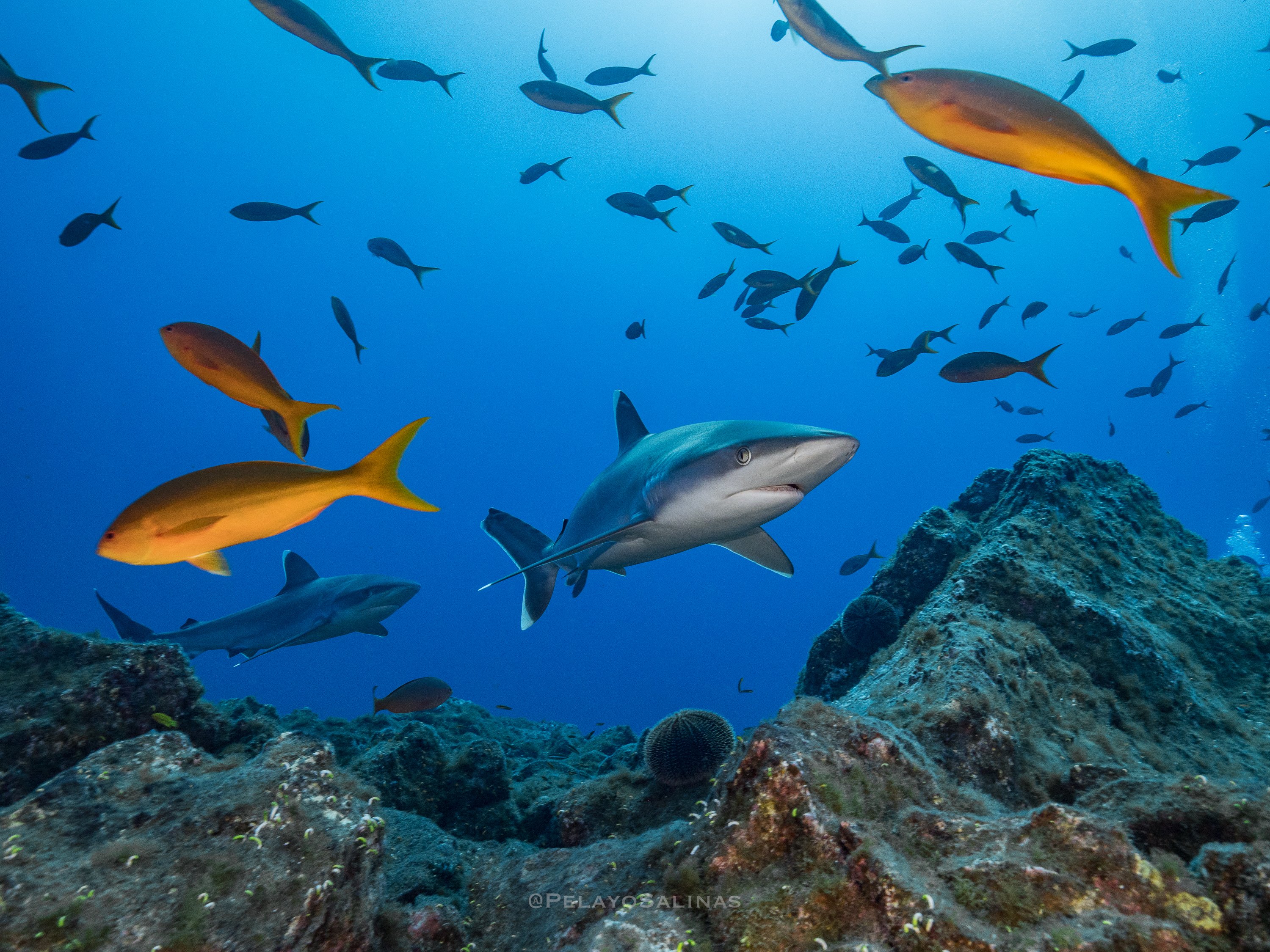 Silvertip shark Revillagigedo_Credit Pelayo Salinas