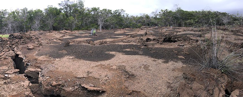 Sitio de crecimiento de Galvezia leucantha en Isabela. Foto: Liliana Jaramillo, FCD. 