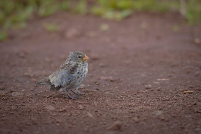 Small ground finch.