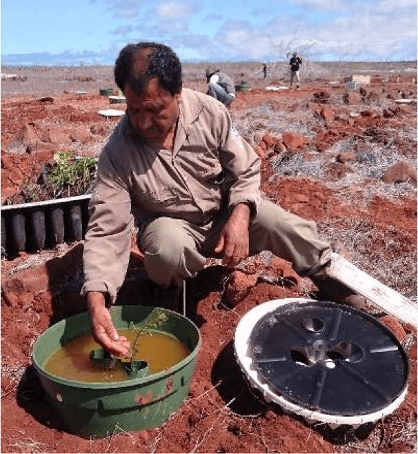 Sowing processes using Groasis and Cocoon Technology.