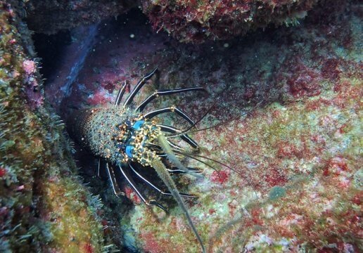 Spiny Lobster (Panulirus penicillatus).