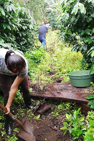 Starting to plant in the middle of the coffee plantation using water-saving technologies in Mario Piu’s farm