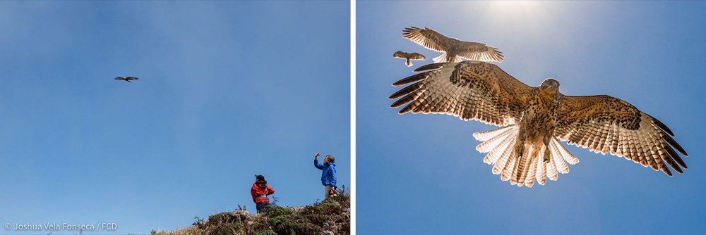 Surya Castillo (izquierda) y Sharon Deem (derecha) disfrutan el vuelo de un Gavilán de Galápagos.