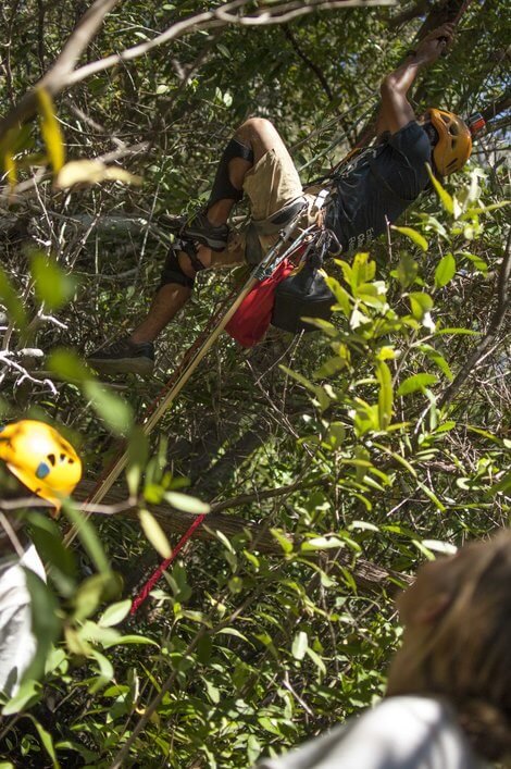 Team climbing the mangroves to collect mangrove finch nests.