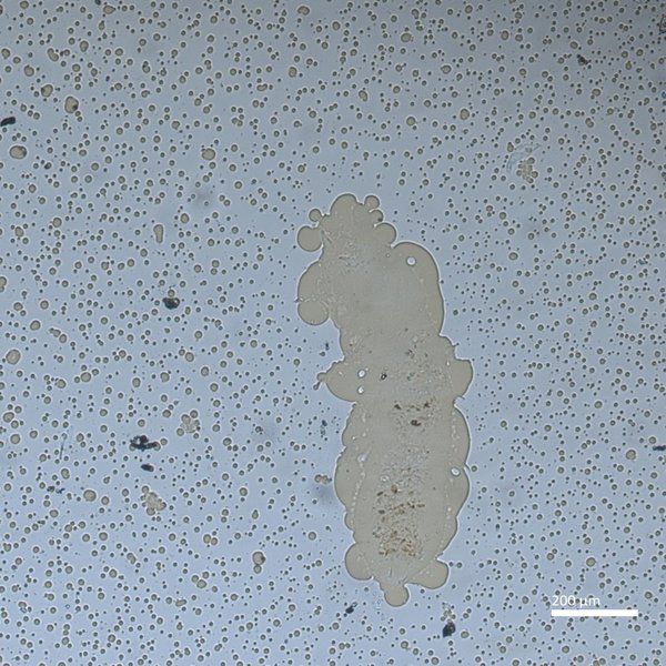 Thalassaphorura encarpata (Denis, 1931)