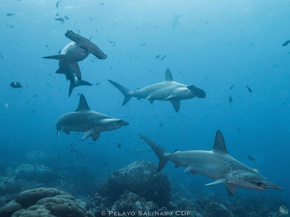 The Galapagos represents one of the few places left where the critically endangered scalloped hammerhead shark can still be encounter in large groups.