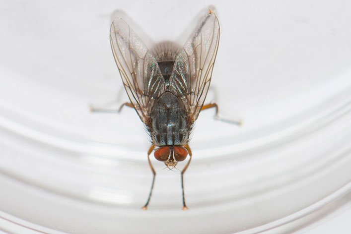 The Philornis downsi fly at the CDRS lab.