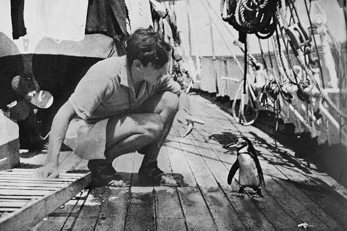 The Xarifa’s doctor looking at a Galapagos penguin.