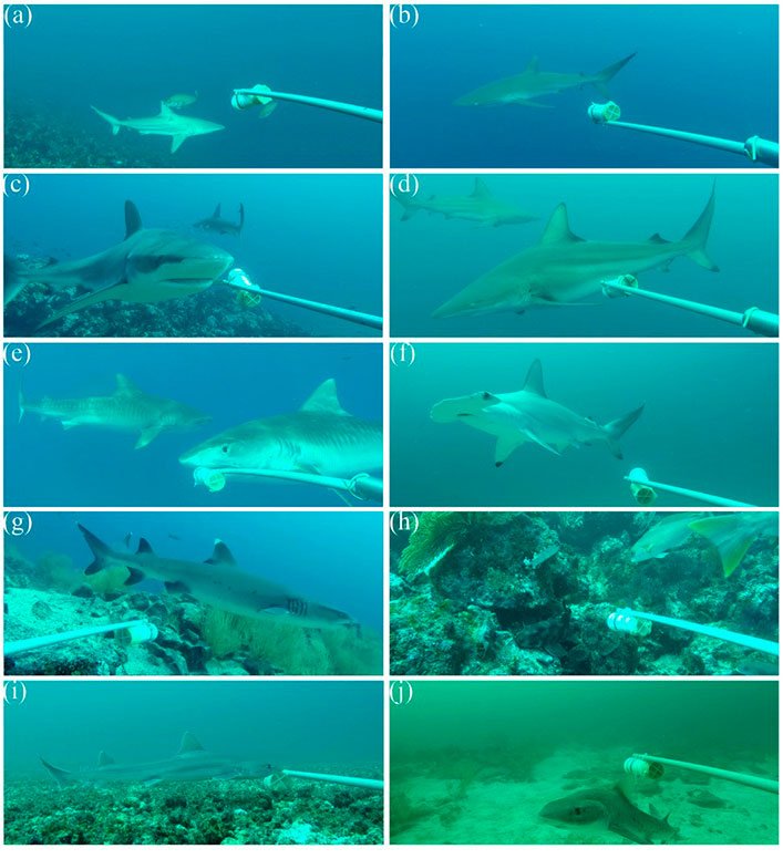  The eight most common shark species in the BRUVs: a) Bignose shark, b) Silky shark, c) Galapagos shark, d) Black tip shark, e) Tiger shark, f) Scalloped hammerhead shark, g) White tip shark, h) Galapagos bullhead shark, i) White-margin fin smooth-ho