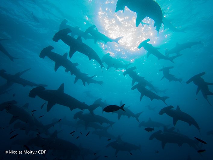 The excursion also took us to the remote islands of Darwin and Wolf, where we saw schools of hammerheads.