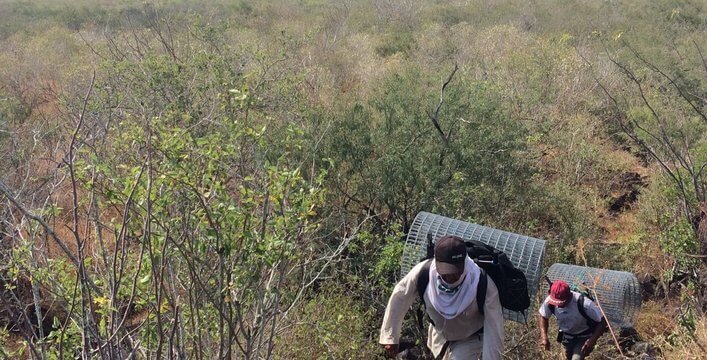 The great effort of the field assitants, carrying meshes and water containers for planting.